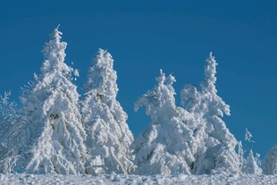 冬日雪覆松林美景