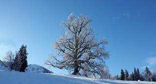 雪后孤树