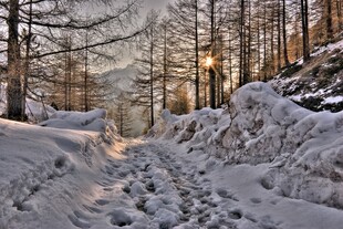 冬日雪林小径
