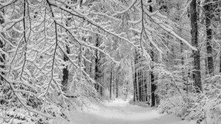雪覆森林小径