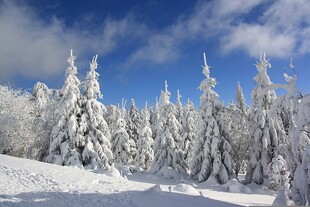 冬日雪覆松林美景