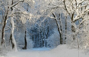 冬日雪林静谧景象
