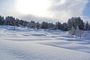 冬日雪景中的静谧森林