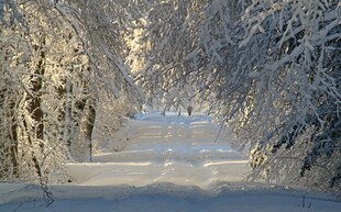 冬日雪林美景