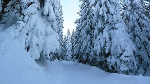 雪覆松林的冬日美景