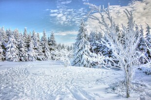 冬日雪景中的银白森林