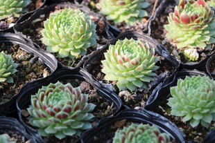 多肉植物盆栽展示