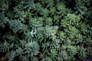 翠绿多肉植物特写