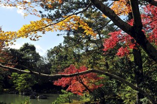 秋日斑斓树林景观