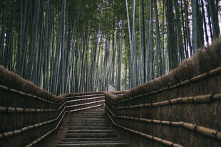 竹林中的蜿蜒木质步道