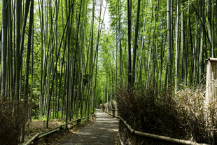 竹林小径清幽自然之景