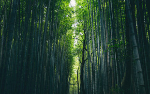幽谧竹林光影交织之境