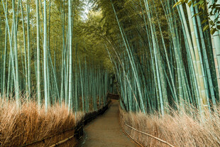 竹林幽径