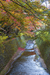 秋日溪边斑斓彩叶美景