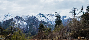 雪山森林美景