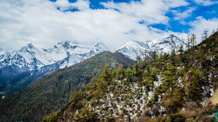 雪山下的葱郁山林景观
