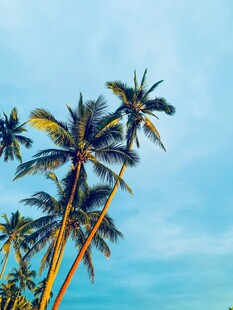 蓝天椰树风景图