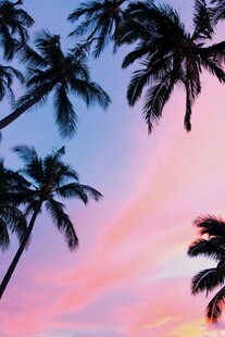 夕阳下的椰树剪影美景