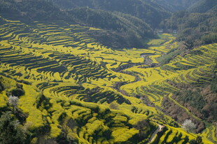 金黄梯田美景山间田园风光