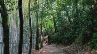 林间幽径