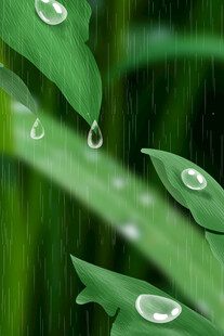 绿叶上的晶莹雨滴