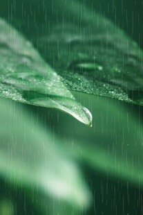 晶莹雨滴挂于翠绿叶片