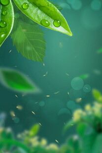 清新绿叶上的晶莹水珠
