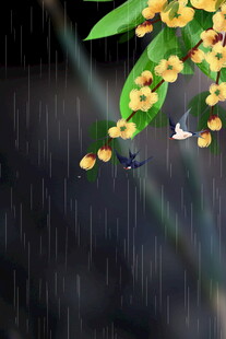 雨中桂花飘落景致