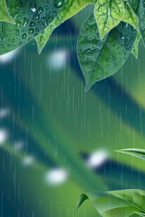 雨中翠绿叶片的清新景致