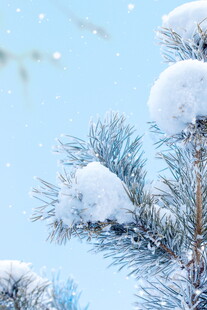 雪覆松枝冬日清新景致