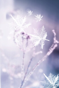 梦幻雪花装点植物景象