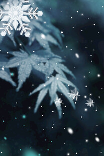 雪花飘落覆盖的翠绿枝叶