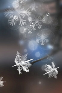 晶莹雪花飘落