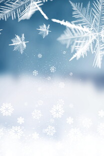 冬日雪景雪花飘落枝头