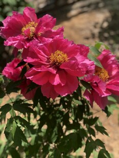 牡丹花 红牡丹