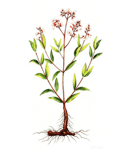 赶黄草   手绘植物图   