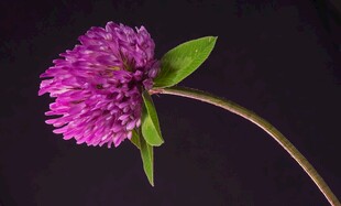紫色三叶草花朵特写