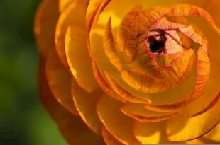 黄色花中藏着神秘黑点