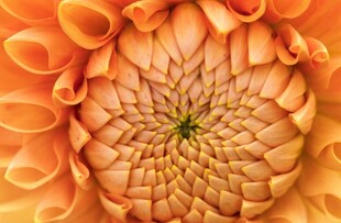 橙色菊花特写