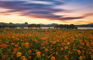 夕阳下的绚烂花田
