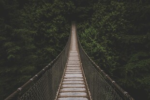 森林中的悬索桥
