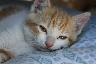橘白小猫惬意躺卧