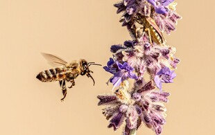 蜜蜂采蜜于紫色花朵间