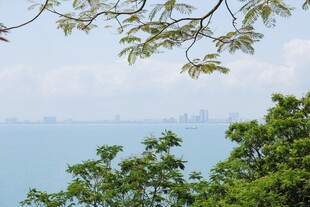 绿树掩映下的远方城市风景