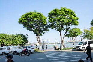 城市街道绿树成荫景象