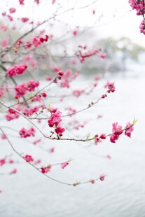 雪中绽放的娇艳粉色花朵