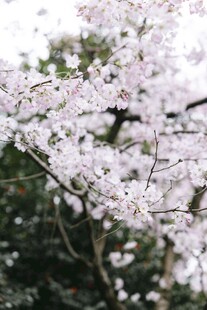 烂漫樱花枝头绽放