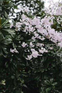 枝头绽放的粉白色花朵
