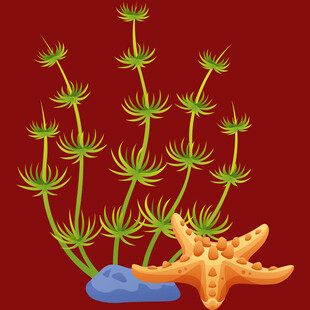 海底绿植与海星的梦幻场景