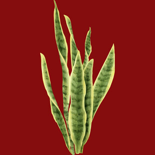 虎皮兰植物特写